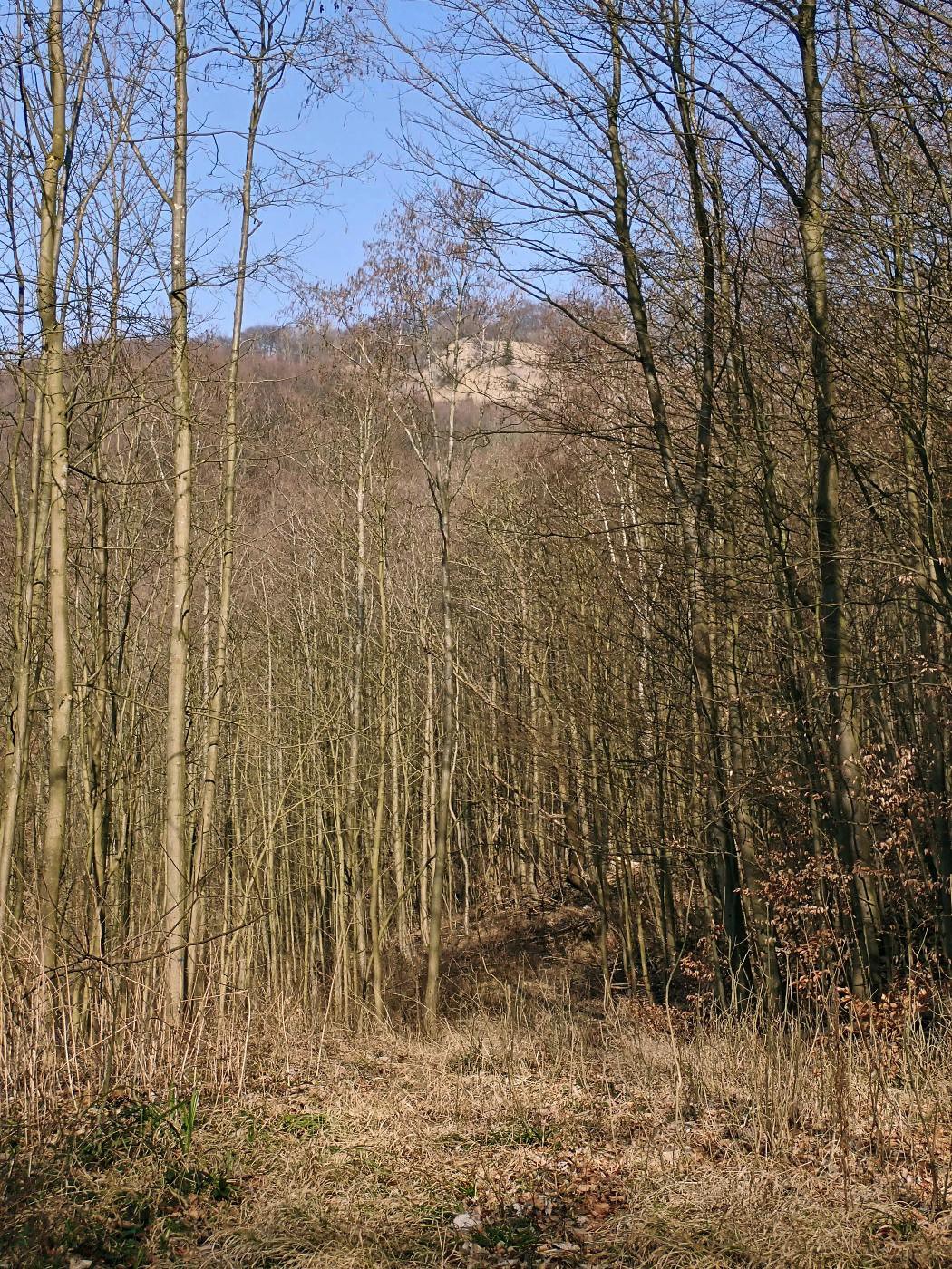 Süntel, Hohenacken