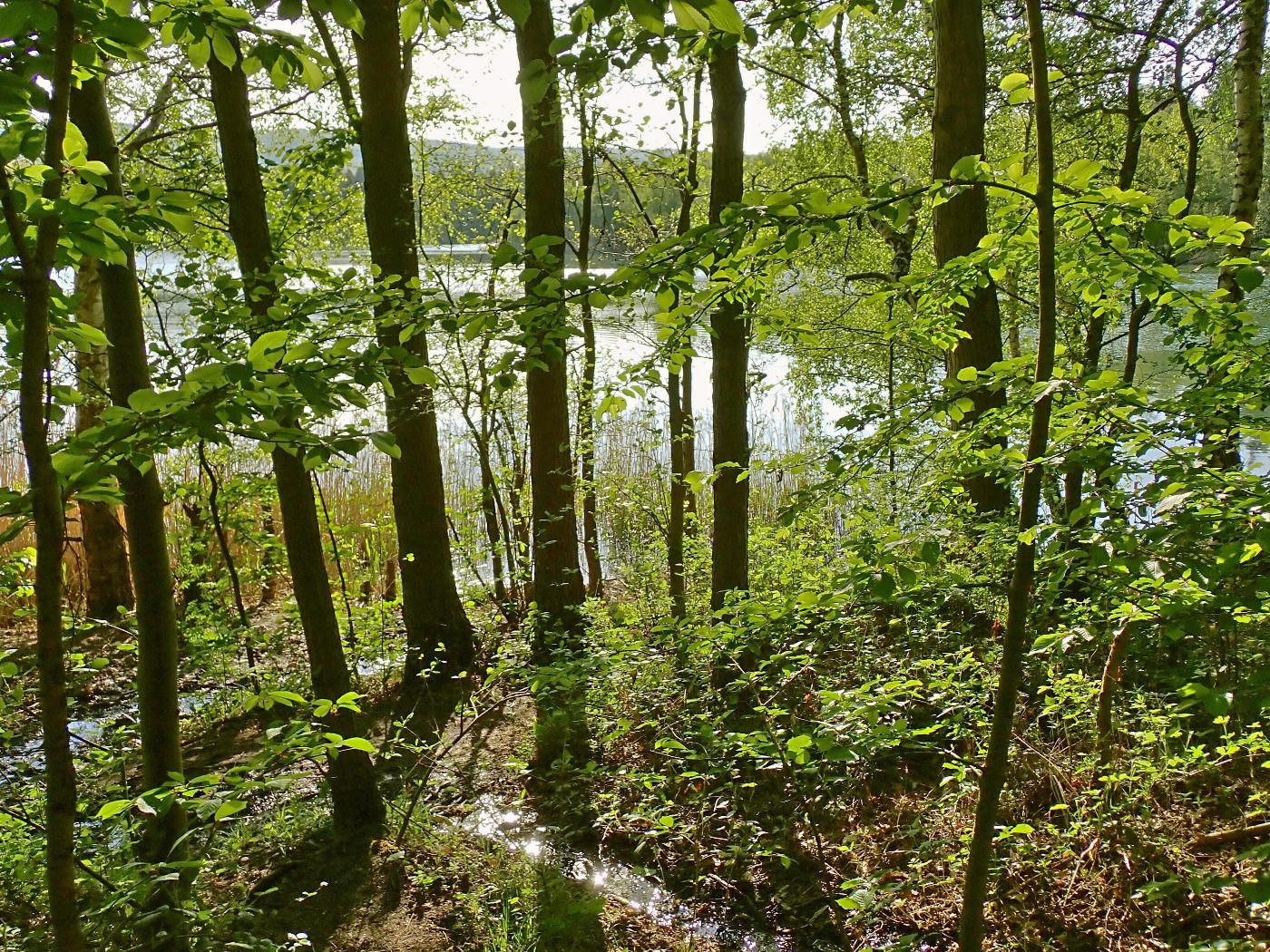 Bruchsee