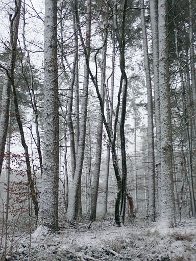 Weißer Forst Barntrup