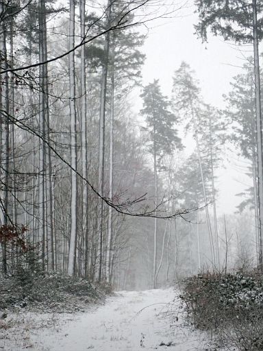 Forst Barntrup