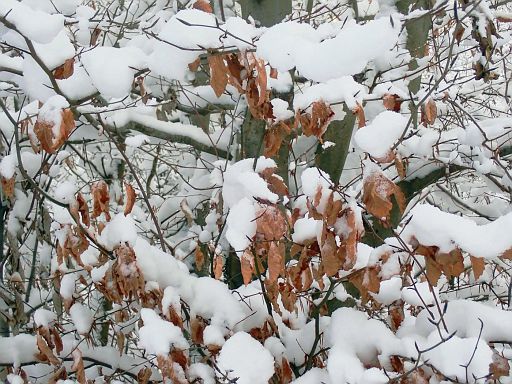 Winterlich bedeckt