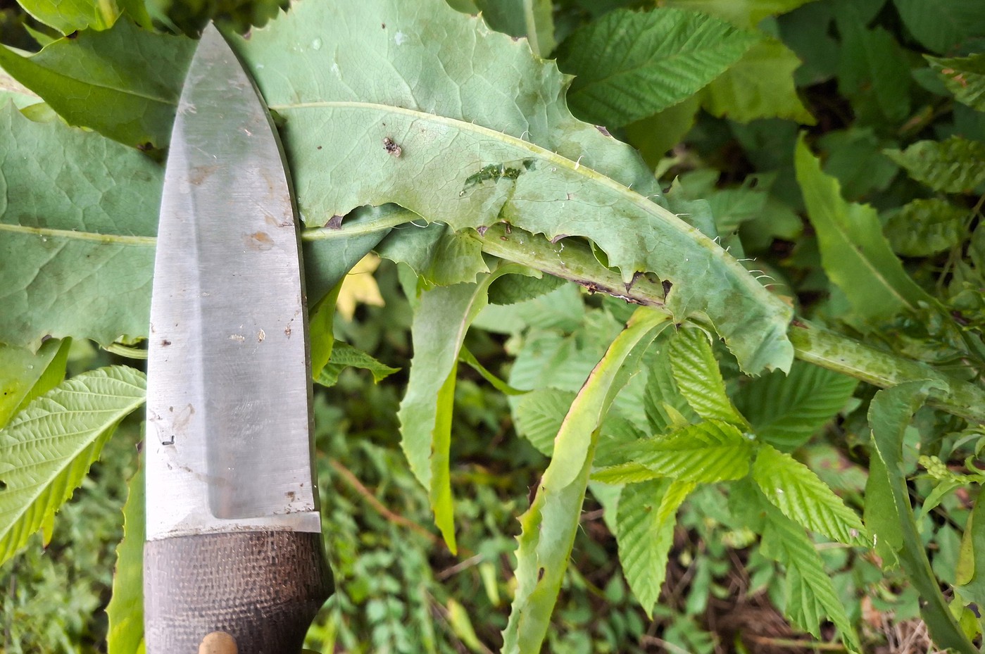 Dandelion_Vs_Wildlettuce_16-vi.jpg
