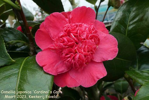 Camellia japonica 'Cardinal's Cap'