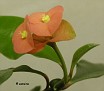 Euphorbia geroldii