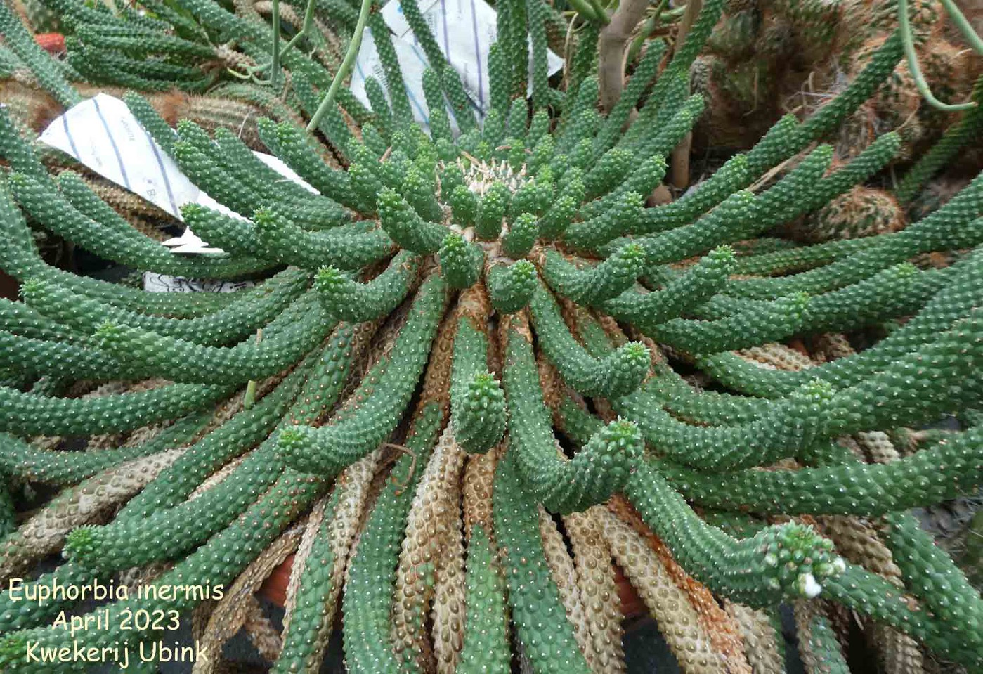 限定品お得Euphorbia inermis サボテン
