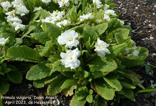 Primula vulgaris 'Dawn Ansell'