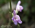 Salvia nevadensis