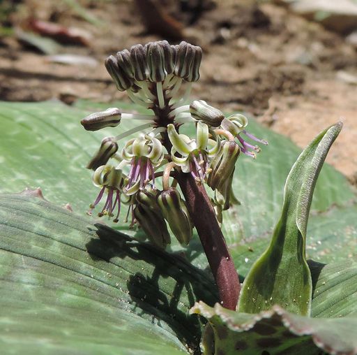 164 Ledebouria species from Namaacha, southern Mozambique