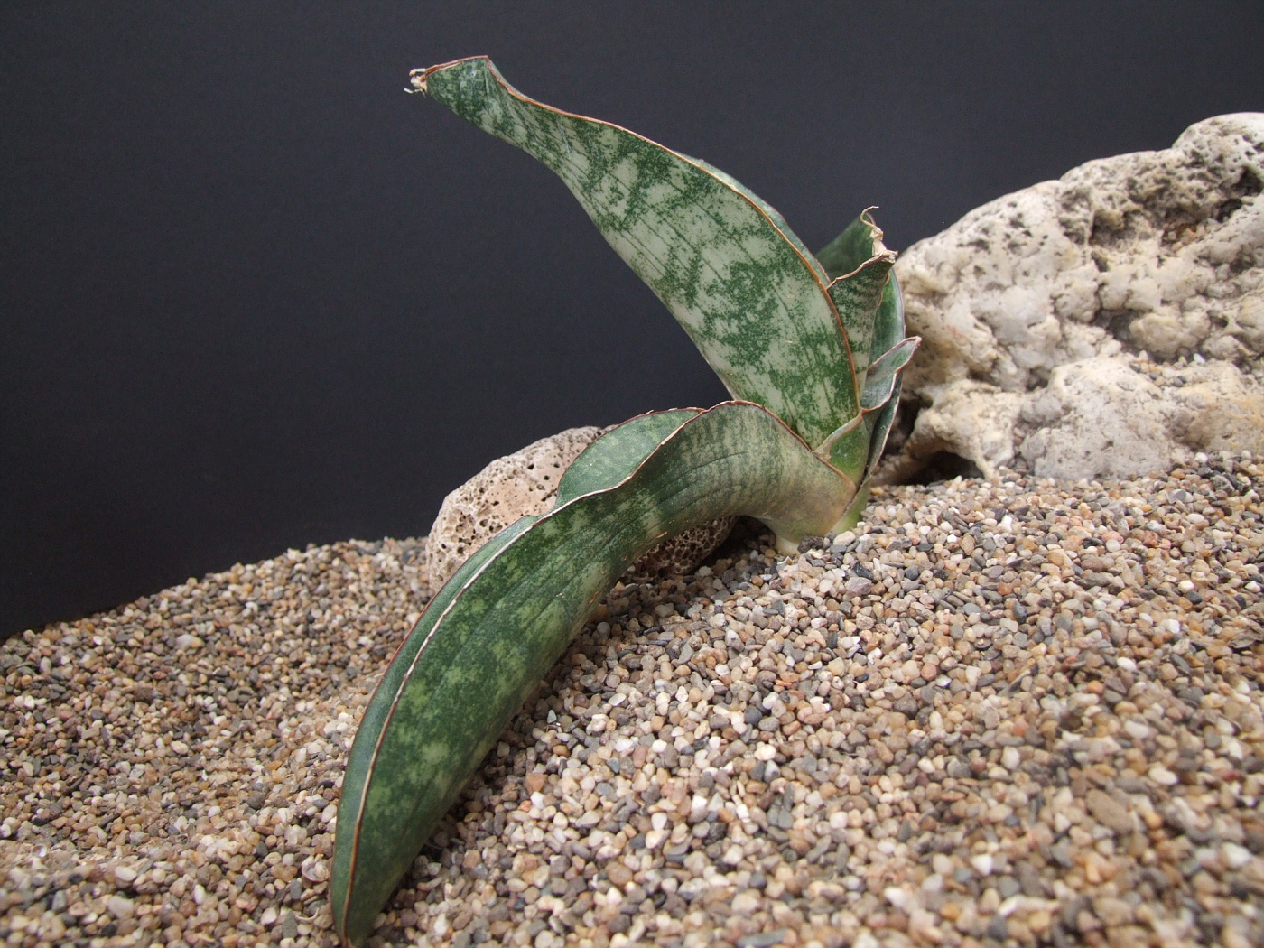 grnpflanze sansevieria Bogenhanf | kaufen