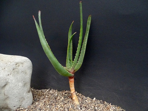 Aloe charlotteae
