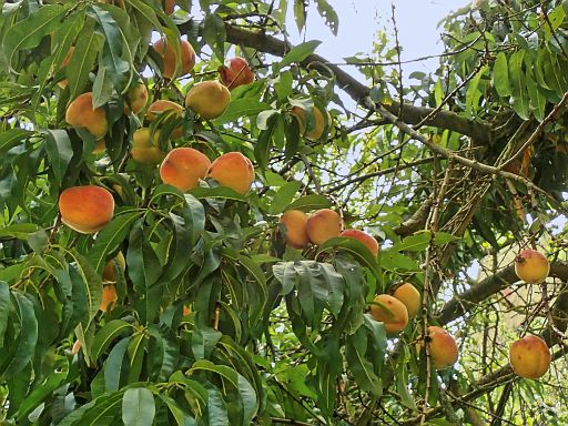 Obstplantage des Ritterguts