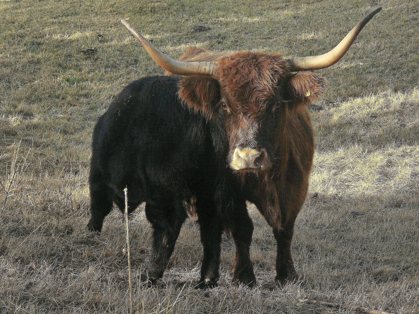 Highland Cattle