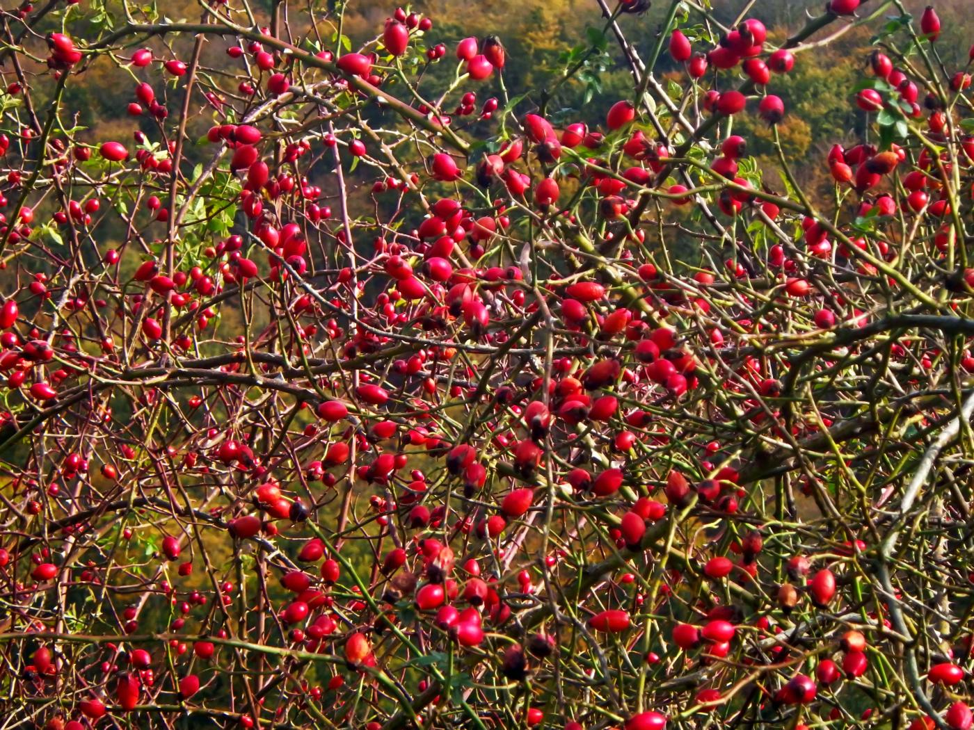 Rotes Leuchten