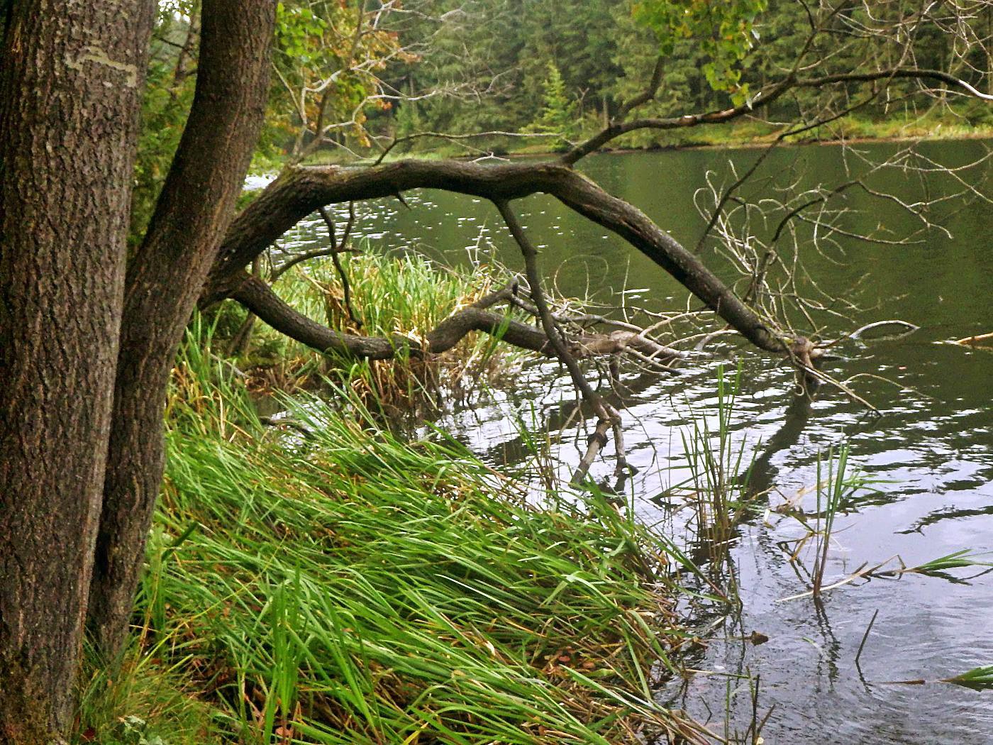 Kuttelbacher Teich