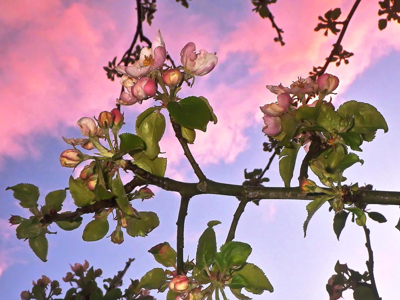 Regen aus rosa Wolken