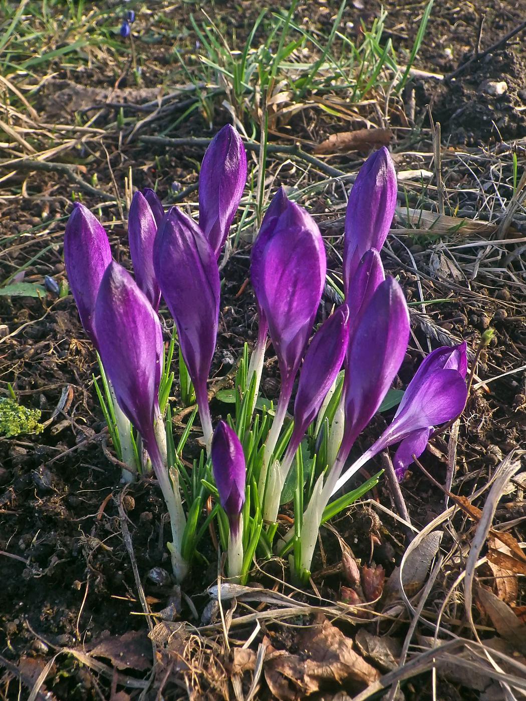 Ist der Frühling da?