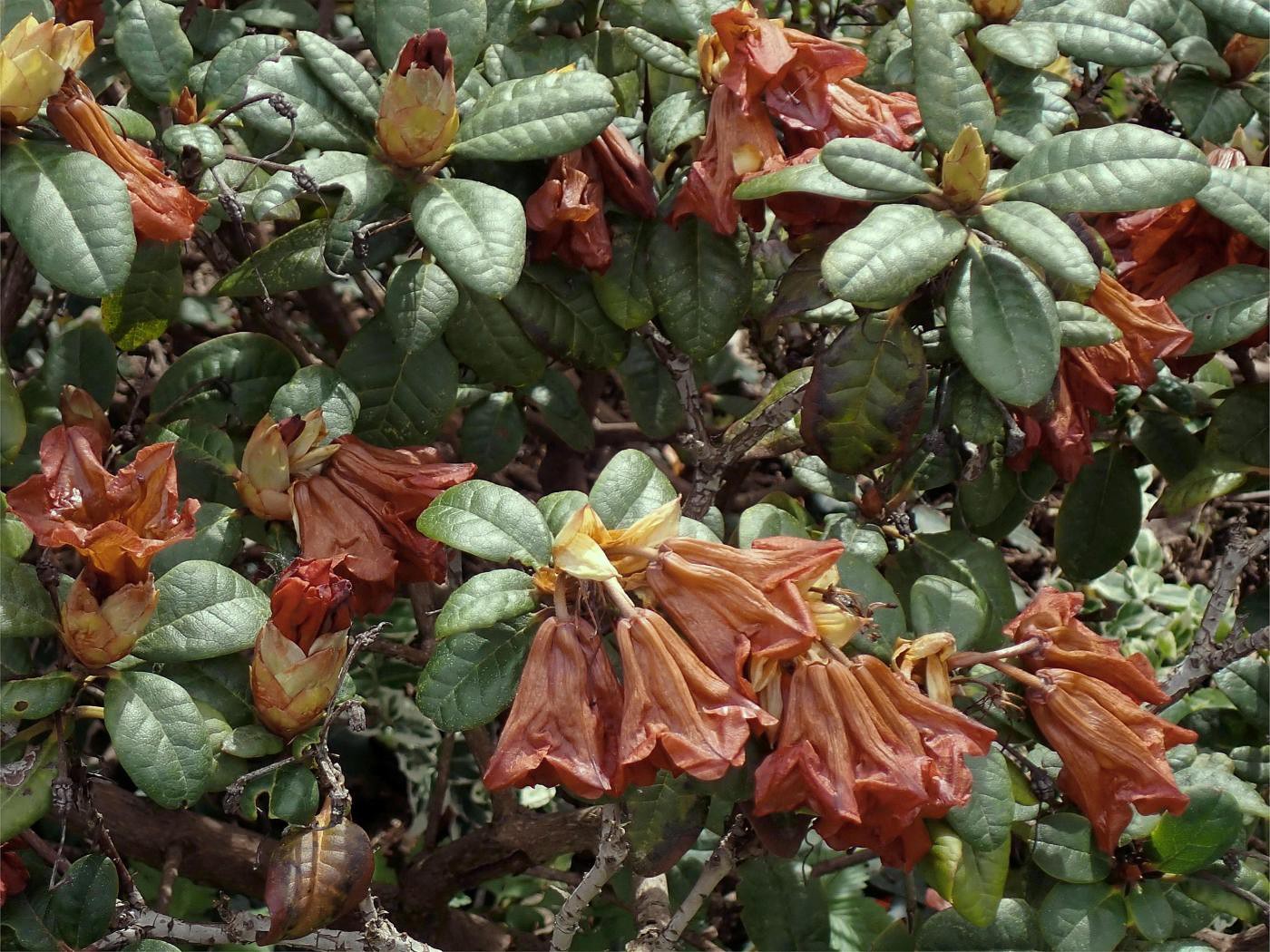 ... aber die Rhododendronblüten sind erfroren