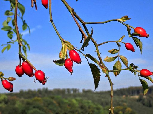 Herbstvitamine