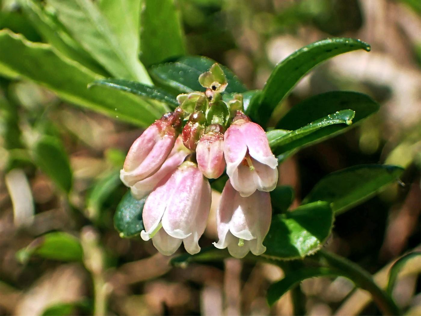 Blaubeerblüte