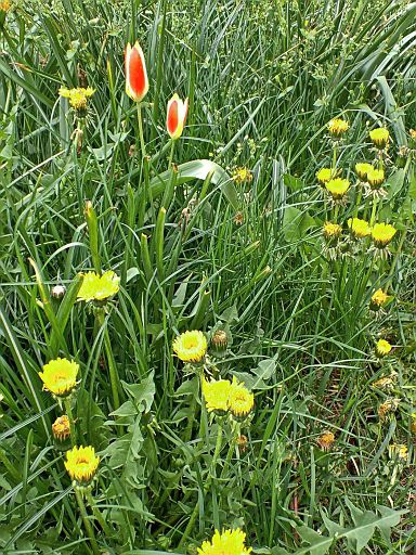 Sonderling in der Wiese