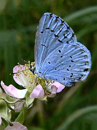 Am Entstehen dieser Beere wird noch gearbeitet :-)