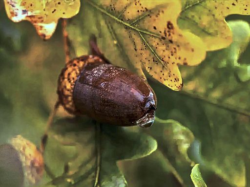 Leckeres Wildschweinfutter