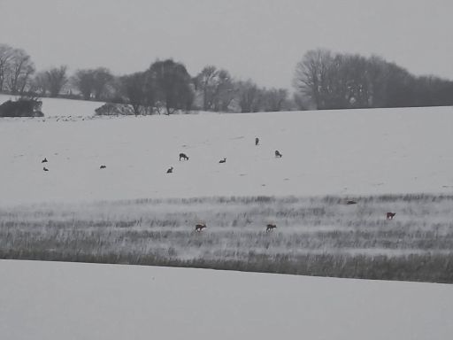 Ein Dutzend an einem dunklen, dunstigen Tag