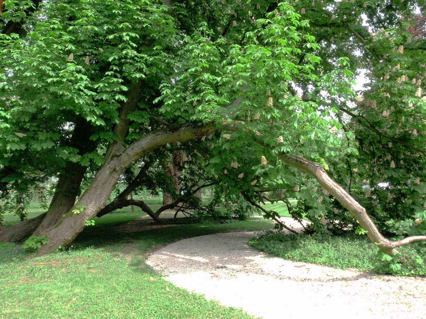 Green archway :-)