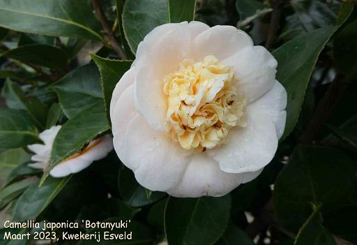 Camellia japonica 'Botanyuki'