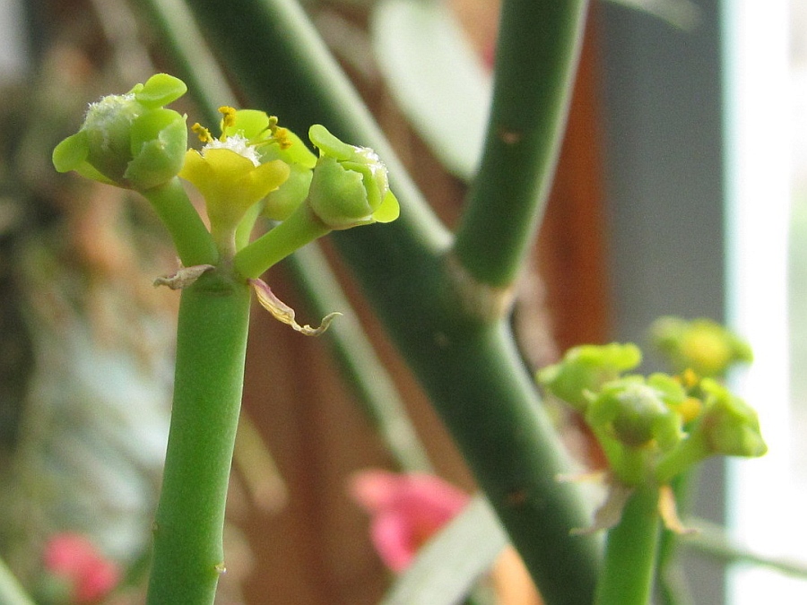 Euphorbia gossypina
