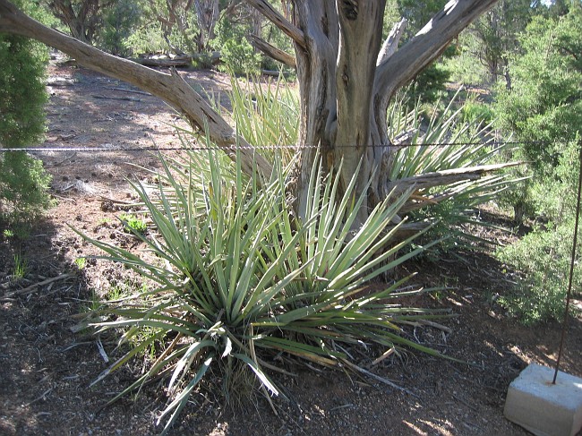 yucca plant